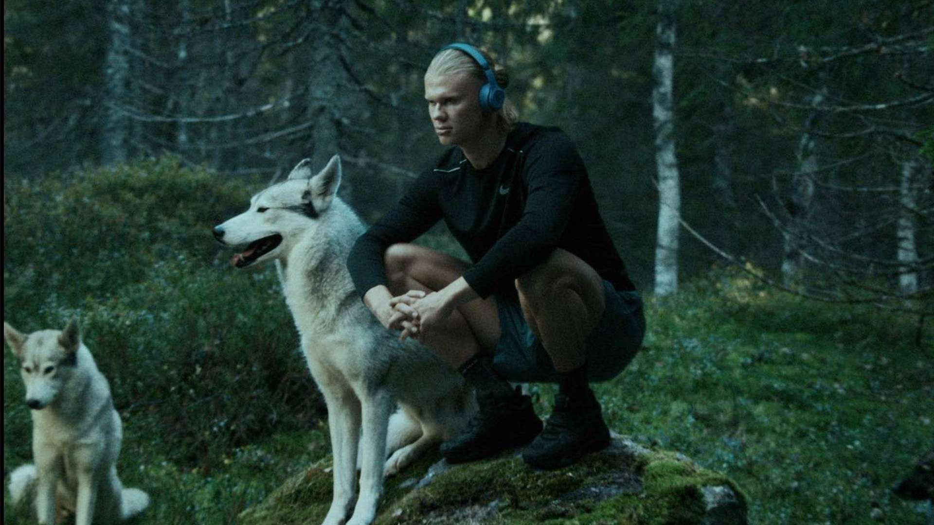 本的更新 本的更新